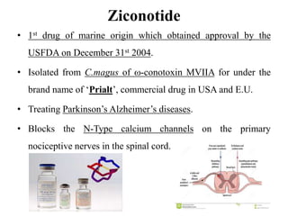 Ziconotide
• 1st drug of marine origin which obtained approval by the
USFDA on December 31st 2004.
• Isolated from C.magus of -conotoxin MVIIA for under the
brand name of ‘Prialt’, commercial drug in USA and E.U.
• Treating Parkinson’s Alzheimer’s diseases.
• Blocks the N-Type calcium channels on the primary
nociceptive nerves in the spinal cord.
 