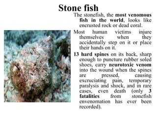 Stone fish
The stonefish, the most venomous
fish in the world, looks like
encrusted rock or dead coral.
Most human victims injure
themselves when they
accidentally step on it or place
their hands on it.
13 hard spines on its back, sharp
enough to puncture rubber soled
shoes, carry neurotoxic venom
into the wound when the spines
are pressed, causing
excruciating pain, temporary
paralysis and shock, and in rare
cases, even death (only 3
fatalities from stonefish
envenomation has ever been
recorded).
 