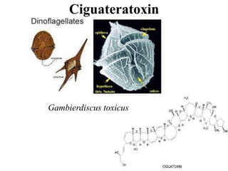 Ciguateratoxin
Gambierdiscus toxicus
 