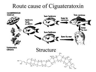 Route cause of Ciguateratoxin
Structure
 