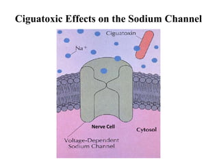 Nerve Cell
Ciguatoxic Effects on the Sodium Channel
 