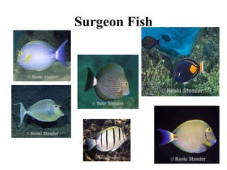 Surgeon Fish
 