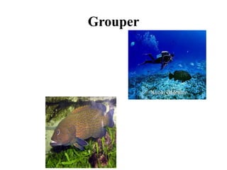 Grouper
 