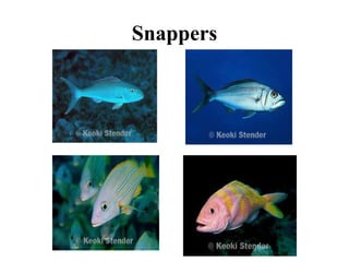 Snappers
 