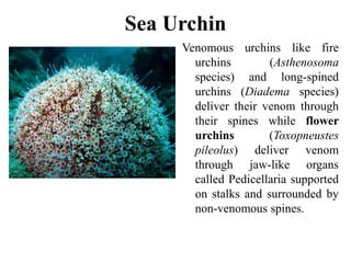Sea Urchin
Venomous urchins like fire
urchins (Asthenosoma
species) and long-spined
urchins (Diadema species)
deliver their venom through
their spines while flower
urchins (Toxopneustes
pileolus) deliver venom
through jaw-like organs
called Pedicellaria supported
on stalks and surrounded by
non-venomous spines.
 