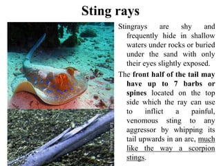 Sting rays
Stingrays are shy and
frequently hide in shallow
waters under rocks or buried
under the sand with only
their eyes slightly exposed.
The front half of the tail may
have up to 7 barbs or
spines located on the top
side which the ray can use
to inflict a painful,
venomous sting to any
aggressor by whipping its
tail upwards in an arc, much
like the way a scorpion
stings.
 