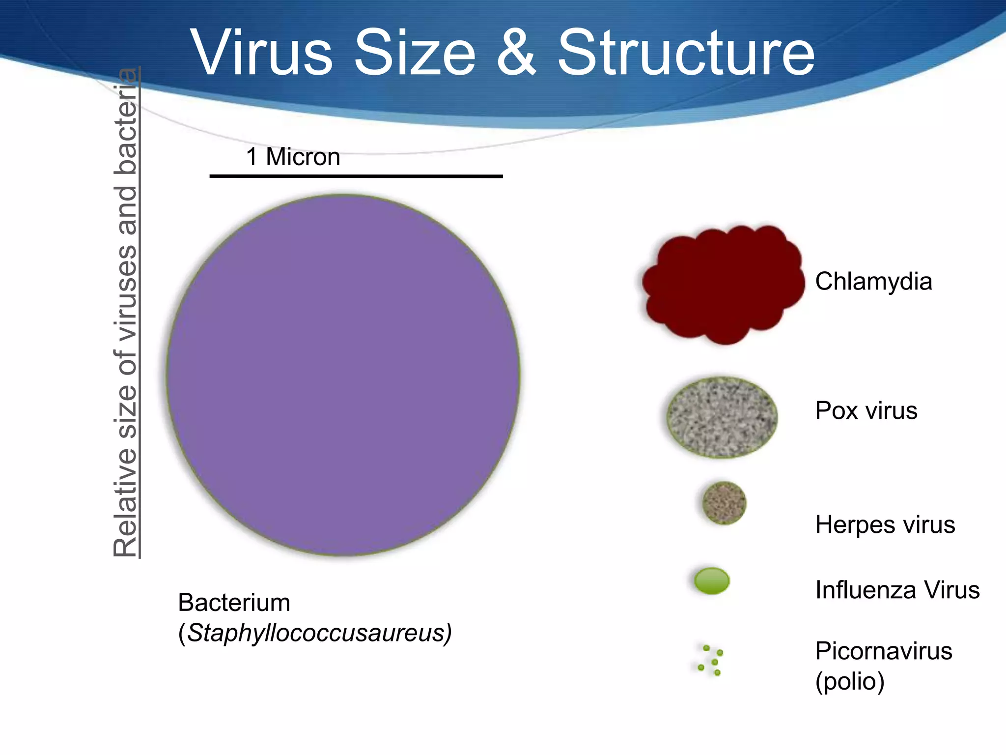 Virus Size & Structure1 MicronChlamydiaRelative size of viruses and bacteriaPox virusHerpes virusInfluenza VirusBacterium (Staphyllococcusaureus)Picornavirus (polio)