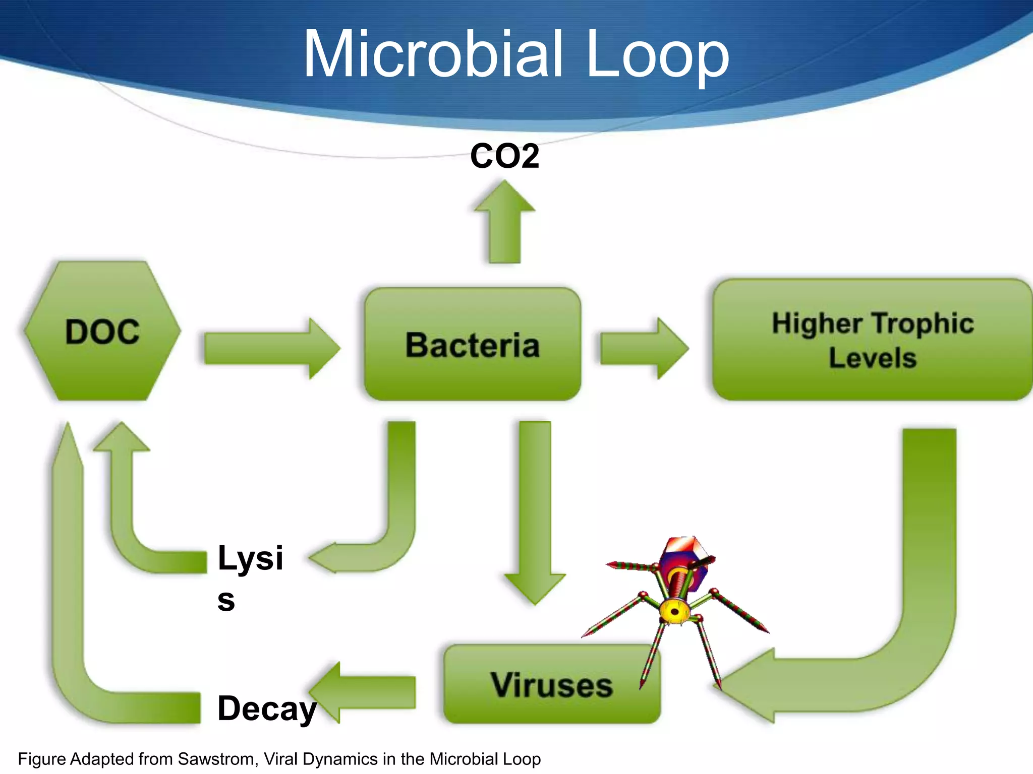 Microbial LoopCO2DOCHigher Trophic LevelsBacteriaLysisVirusesDecayFigure Adapted from Sawstrom, Viral Dynamics in the Microbial Loop 