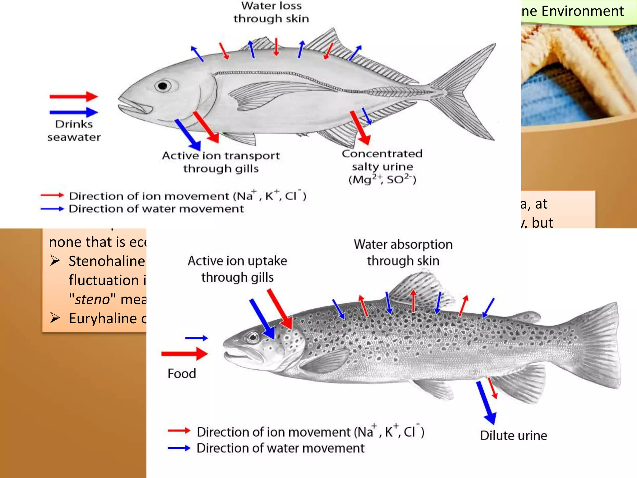 7. The sea is salty. salinity is remarkably constant throughout the deep sea, at
about 35 parts per thousand. There are some minor differences in salinity, but
none that is ecologically significant, except in the Mediterranean and Red Seas.
 Stenohaline describes an organism, usually fish that cannot tolerate a wide
fluctuation in the salinityof water. Stenohaline is derived from the words:
"steno" meaning narrow, and "haline" meaning salt.
 Euryhaline organisms are able to adapt to a wide range of salinities.
Marine Environment
 