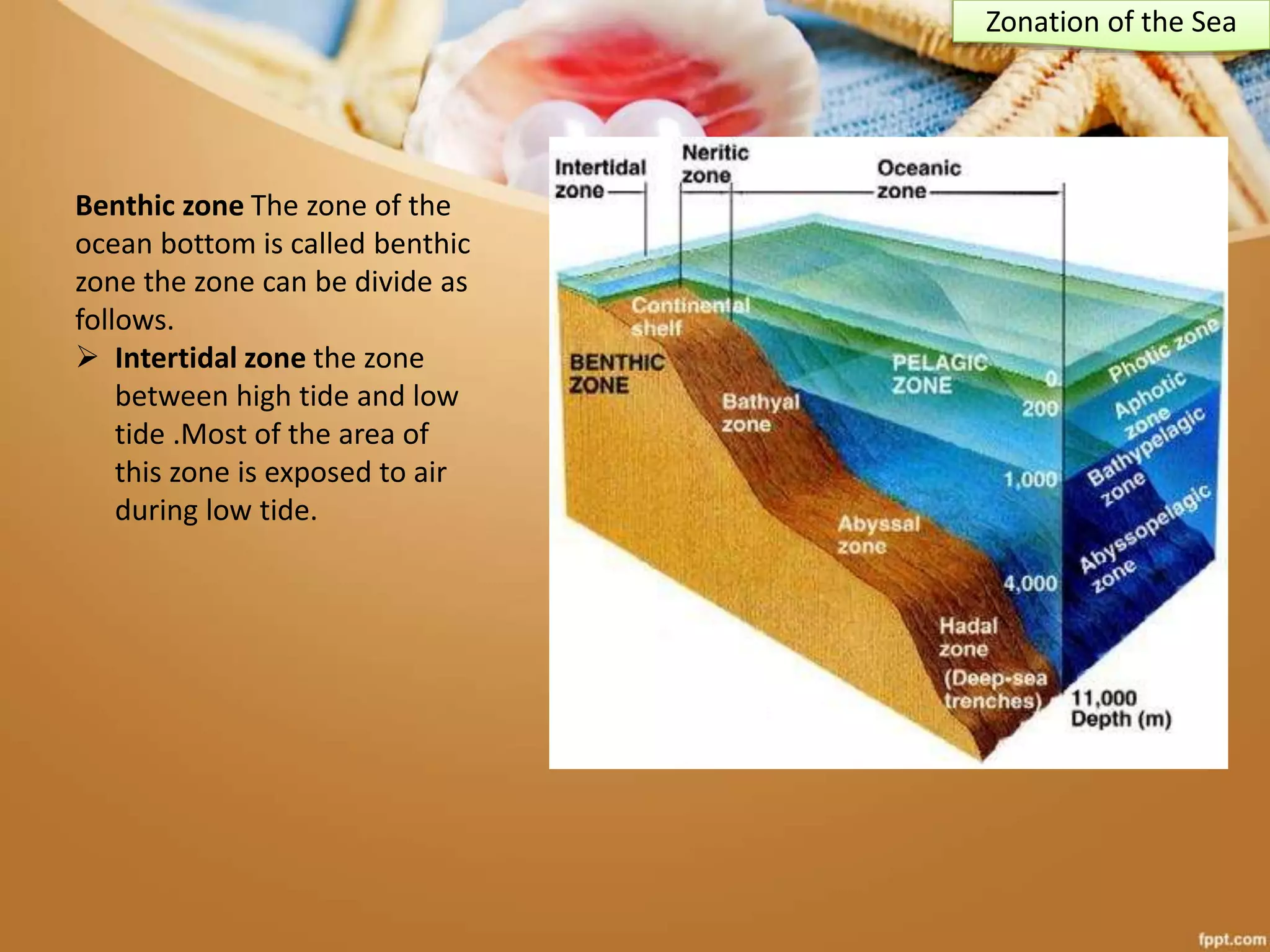 Benthic zone The zone of the
ocean bottom is called benthic
zone the zone can be divide as
follows.
 Intertidal zone the zone
between high tide and low
tide .Most of the area of
this zone is exposed to air
during low tide.
Zonation of the Sea
 