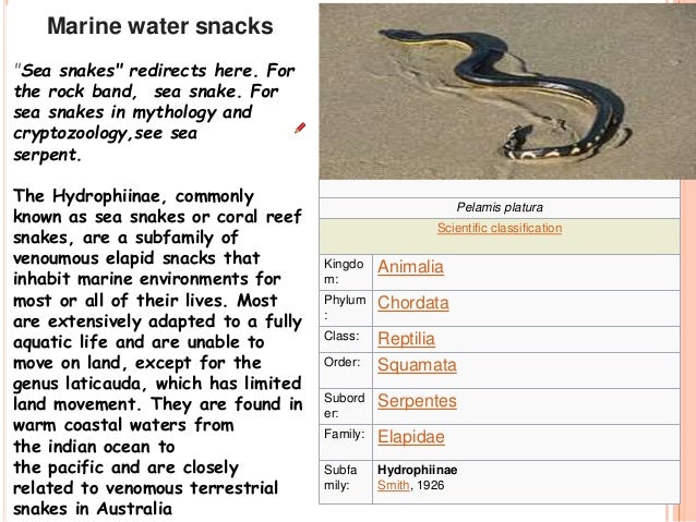 Marine Water Snakes