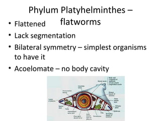 Phylum Platyhelminthes – flatworms Flattened Lack segmentation Bilateral symmetry – simplest organisms to have it Acoelomate – no body cavity 