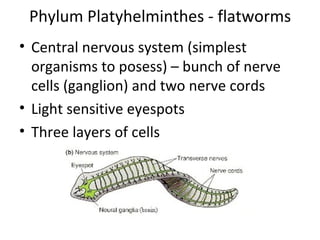 Phylum Platyhelminthes - flatworms Central nervous system (simplest organisms to posess) – bunch of nerve cells (ganglion) and two nerve cords Light sensitive eyespots Three layers of cells 