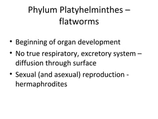 Phylum Platyhelminthes – flatworms Beginning of organ development No true respiratory, excretory system – diffusion through surface Sexual (and asexual) reproduction - hermaphrodites 