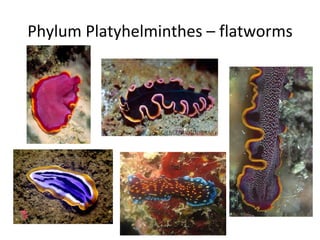 Phylum Platyhelminthes – flatworms 