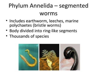 Phylum Annelida – segmented worms Includes earthworm, leeches, marine polychaetes (bristle worms) Body divided into ring-like segments Thousands of species 