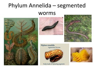 Phylum Annelida – segmented worms 