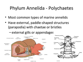 Phylum Annelida - Polychaetes Most common types of marine annelids Have external, paddle-shaped structures (parapodia) with chaetae or bristles external gills or appendages 