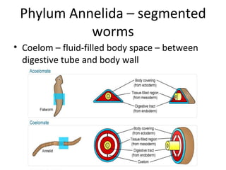 Phylum Annelida – segmented worms Coelom – fluid-filled body space – between digestive tube and body wall 
