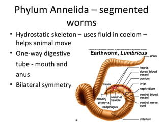 Phylum Annelida – segmented worms Hydrostatic skeleton – uses fluid in coelom – helps animal move One-way digestive  tube - mouth and  anus Bilateral symmetry 