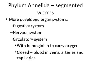 Phylum Annelida – segmented worms More developed organ systems: Digestive system Nervous system Circulatory system With hemoglobin to carry oxygen Closed – blood in veins, arteries and capillaries 
