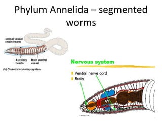 Phylum Annelida – segmented worms 