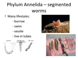 Phylum Annelida – segmented worms Many lifestyles: - burrow - swim - sessile - live in tubes 