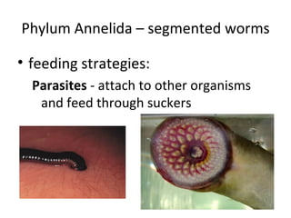 Phylum Annelida – segmented worms feeding strategies: Parasites  - attach to other organisms and feed through suckers 