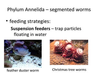 Phylum Annelida – segmented worms feeding strategies: Suspension feeders  – trap particles floating in water feather duster worm Christmas tree worms 