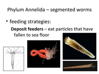 Phylum Annelida – segmented worms feeding strategies: Deposit feeders  – eat particles that have fallen to sea floor 