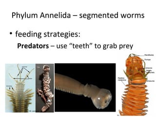 Phylum Annelida – segmented worms feeding strategies: Predators  – use “teeth” to grab prey 