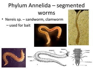 Phylum Annelida – segmented worms Nereis sp. – sandworm, clamworm used for bait 