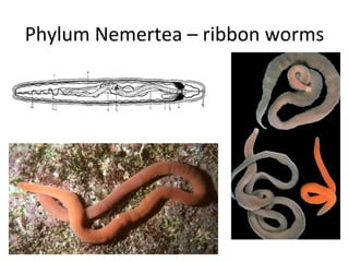 Phylum Nemertea – ribbon worms 
