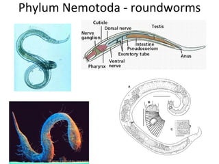 Phylum Nemotoda - roundworms 