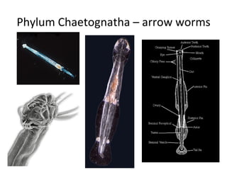 Phylum Chaetognatha – arrow worms 