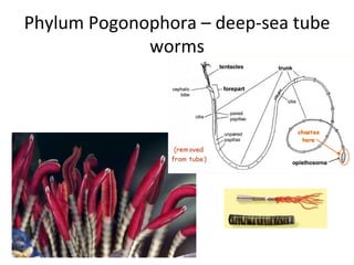 Phylum Pogonophora – deep-sea tube worms 