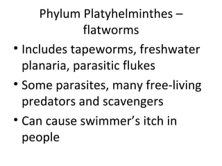 Phylum Platyhelminthes – flatworms Includes tapeworms, freshwater planaria, parasitic flukes Some parasites, many free-living predators and scavengers Can cause swimmer’s itch in people 