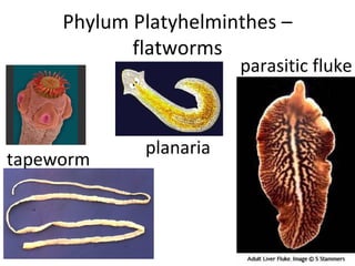 Phylum Platyhelminthes – flatworms tapeworm planaria parasitic fluke 