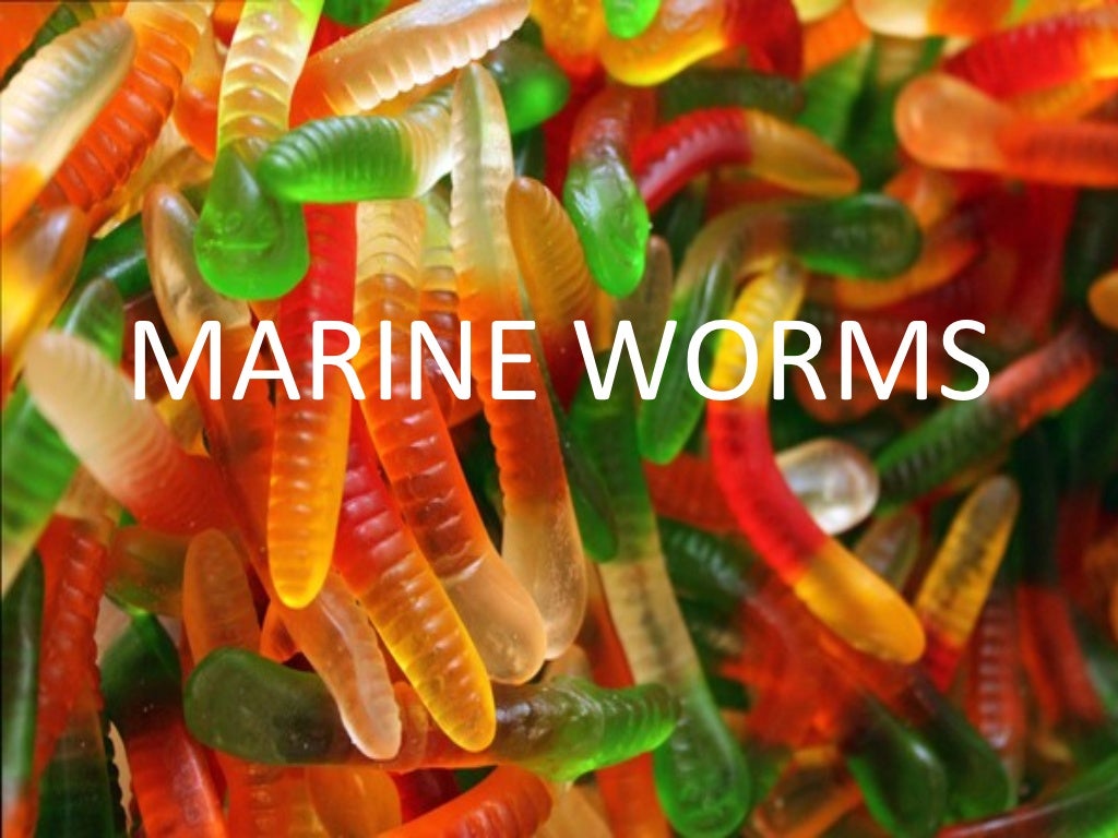 Marine worms powerpoint