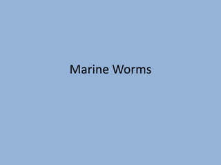 Marine Worms
 
