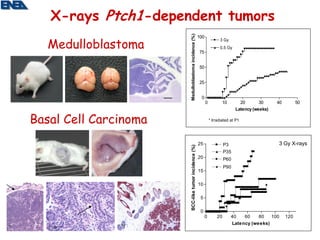 X-rays Ptch1-dependent tumors




                       Medulloblastoma incidence (%)
   Medulloblastoma
                                                       100
                                                                       3 Gy
                                                                       0.5 Gy
                                                       75


                                                       50


                                                       25


                                                        0
                                                             0           10       20       30     40         50
                                                                                Latency (weeks)

Basal Cell Carcinoma                                             * Irradiated at P1




                                                       25                 P3                      3 Gy X-rays




                       BCC-like tumor incidence (%)
                                                                          P35
                                                       20                 P60
                                                                          P90
                                                       15

                                                       10

                                                        5

                                                        0
                                                             0       20        40   60    80   100     120
                                                                               Latency (weeks)
 