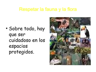 Respetar la fauna y la flora
●
Sobre todo, hay
que ser
cuidadoso en los
espacios
protegidos.