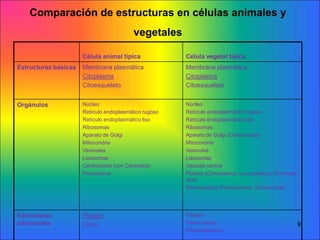 Comparación de estructuras en células animales y
vegetales
Célula animal típica

Célula vegetal típica

Estructuras básica...