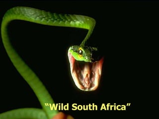 “Wild South Africa”
 