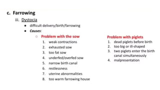 (Marion Moreno) farrowing Management.pptx