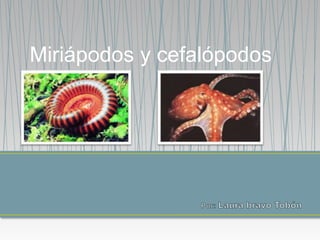 Miriápodos y cefalópodos
 