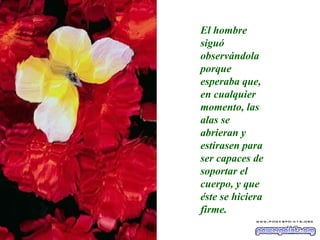 El hombre siguó observándola porque esperaba que, en cualquier momento, las alas se abrieran y estirasen para ser capaces de soportar el cuerpo, y que éste se hiciera firme. 