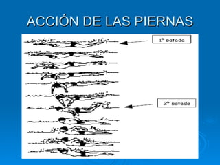 ACCIÓN DE LAS PIERNAS
 