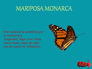 Esta mariposa se caracteriza por
su resistencia y
longevidad, llega a vivir hasta
nueva meses, capaz de viajar
mas de cuatro mil kilómetros.
 