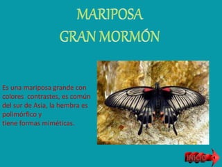 Es una mariposa grande con
colores contrastes, es común
del sur de Asia, la hembra es
polimórfico y
tiene formas miméticas.
 